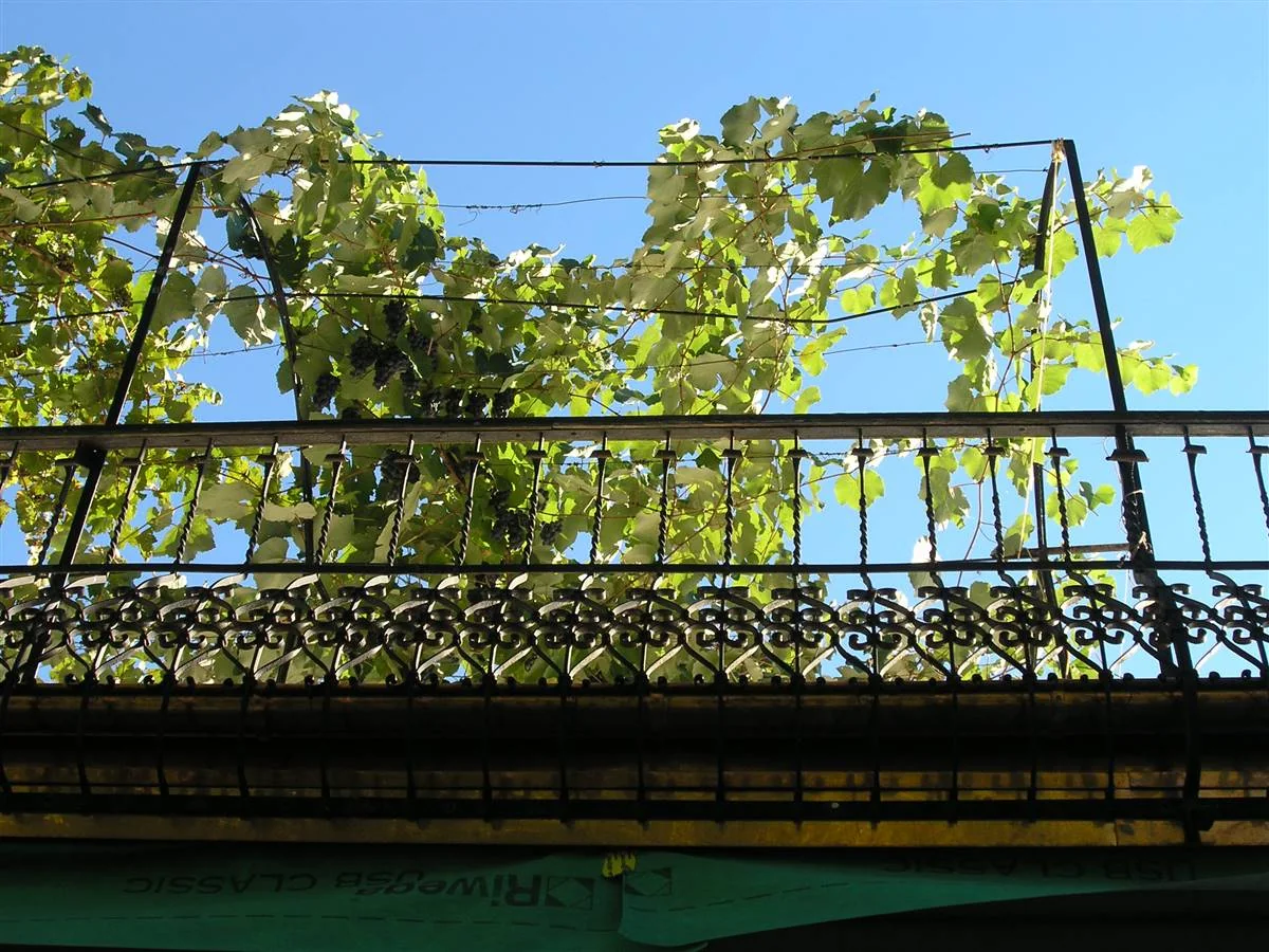 Solution post-intervention: Roof_wine.jpeg
